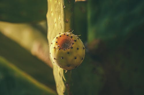 Foto profissional grátis de cacto, fechar-se, foco seletivo