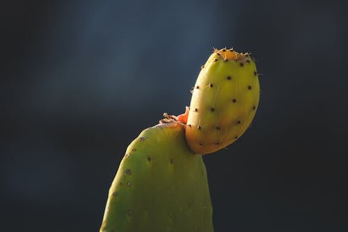 A cactus plant with a yellow fruit on top