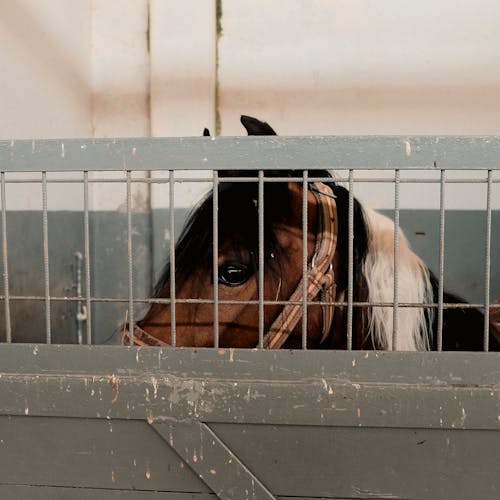 Imagine de stoc gratuită din animal, cal, de metal