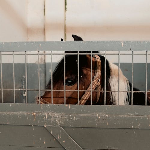 Free Hayvanların zorla kapatılması, onların özgürlüğünden mahrum edilmesi ve doğal yaşam ortamlarından uzaklaştırılması demektir. Bu durum, hayvanların stres, yalnızlık ve fiziksel sıkıntılar y... Stock Photo