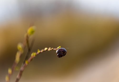 closeup of a young plant on branch in spring