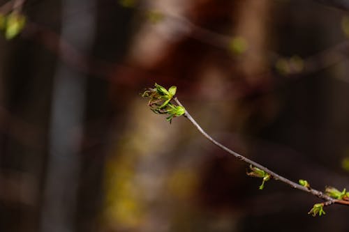 closeup of a young plant on branch in spring