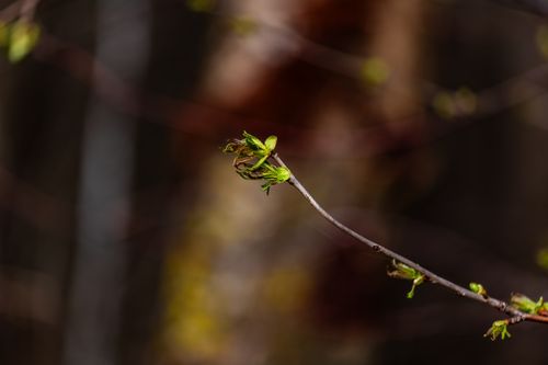Free Close-up of fresh green buds on a tree branch in a blurry forest backdrop, evoking spring. Stock Photo