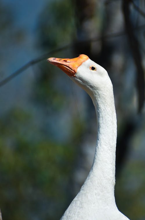 A white goose with a orange beak