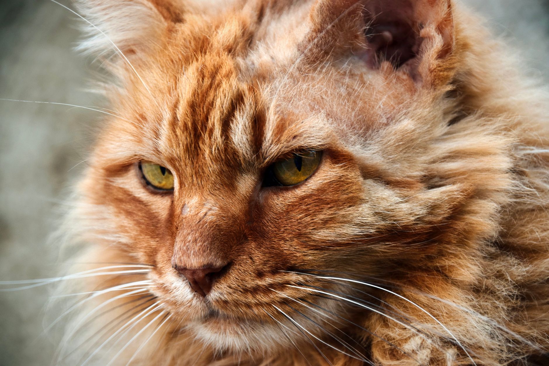 2. The Maine Coon: The Friendly Giant