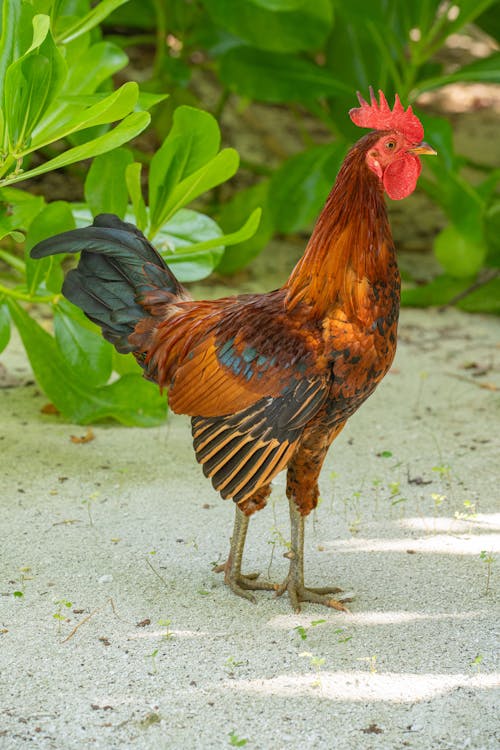 Ingyenes stockfotó állat, függőleges lövés, gyárak témában