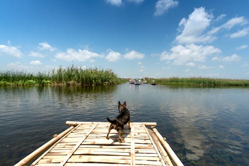 Black Dog on Dock Near Body Types of Water