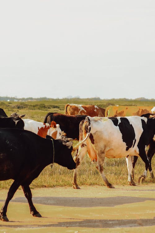 A herd of cows walking down a dirt road