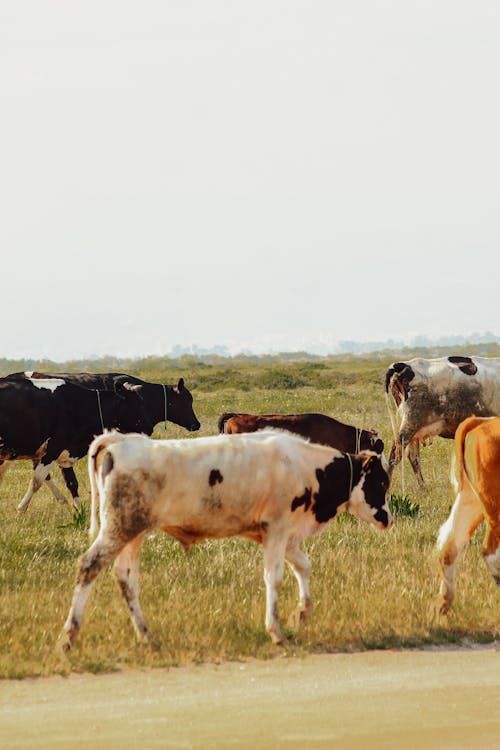 A herd of cows walking down a road