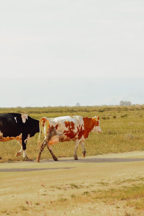 A couple of cows walking down a road