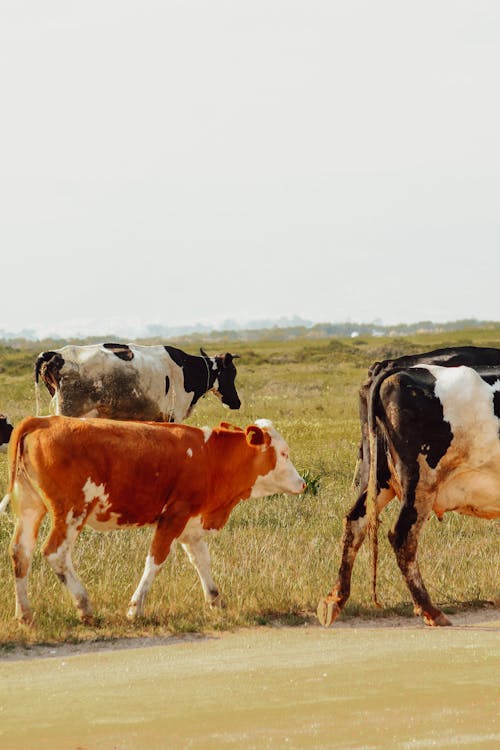 A herd of cows walking down a road