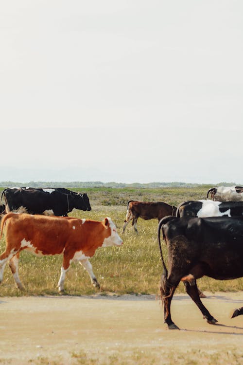 A herd of cows walking down a dirt road