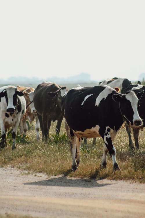 A herd of cows walking down a dirt road