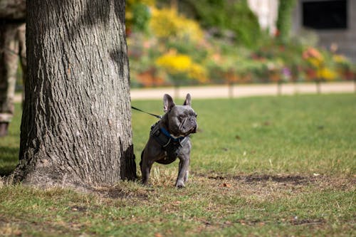 Ingyenes stockfotó állatfotók, fa, francia bulldog témában