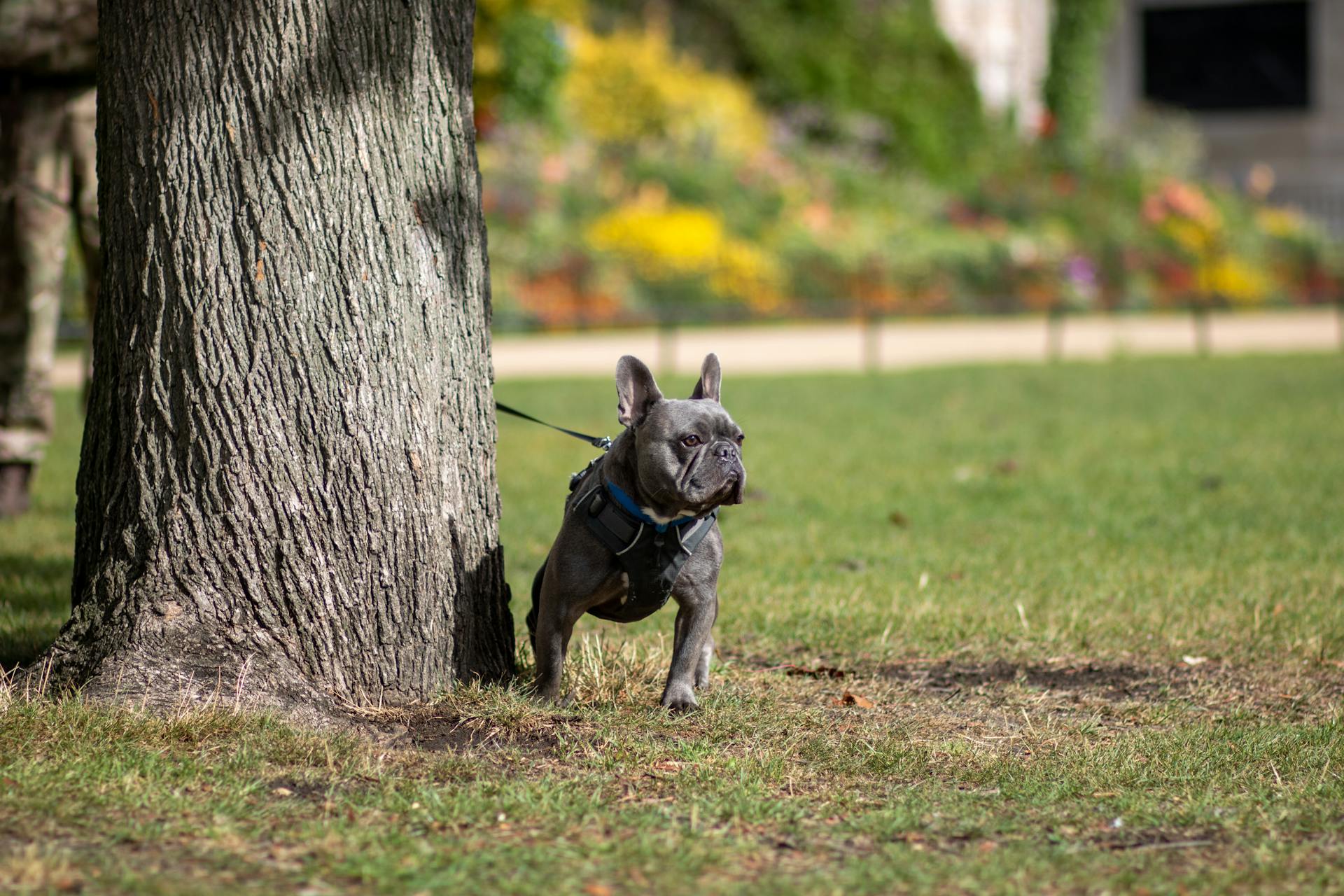 French Bulldog at Park