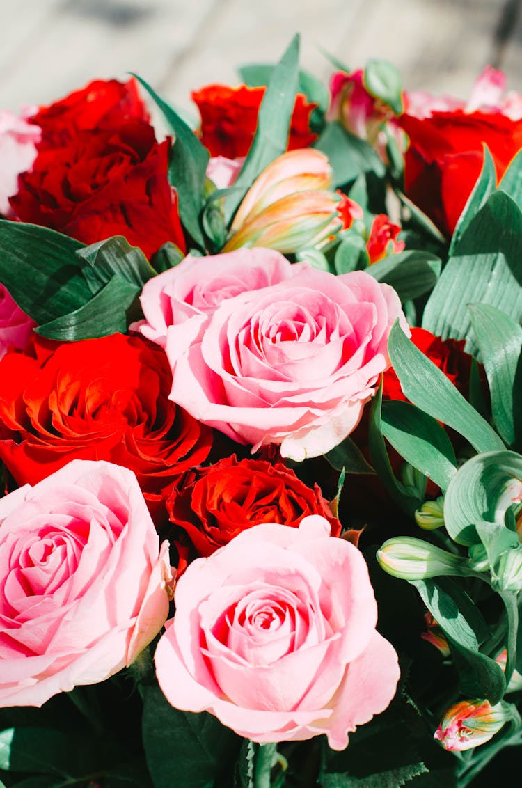 Pink And Red Roses