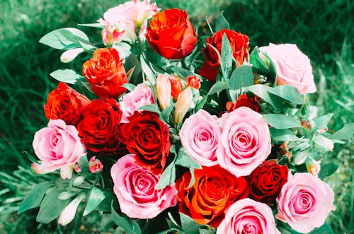 A bouquet of pink and red roses in the grass
