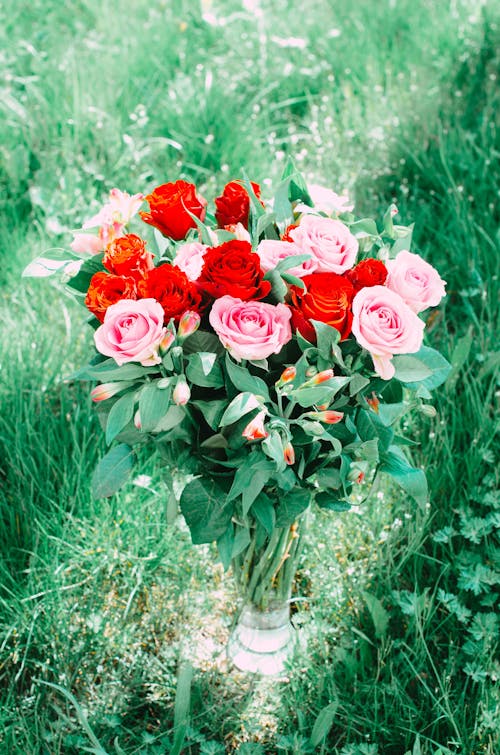 Základová fotografie zdarma na téma červené kytky, kytice, louka