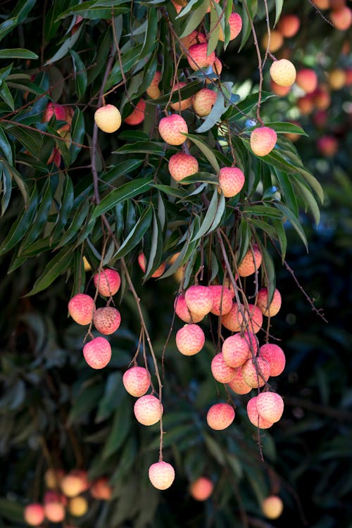 Kostnadsfria Kostnadsfri bild av frukt, gren, hängande Stock foto
