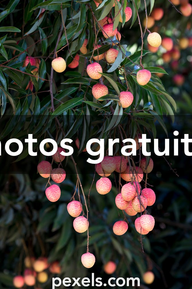 Motif arbre fruitier photo stock. Image du agriculture - 214310206