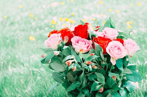 A bouquet of roses in a field with green grass