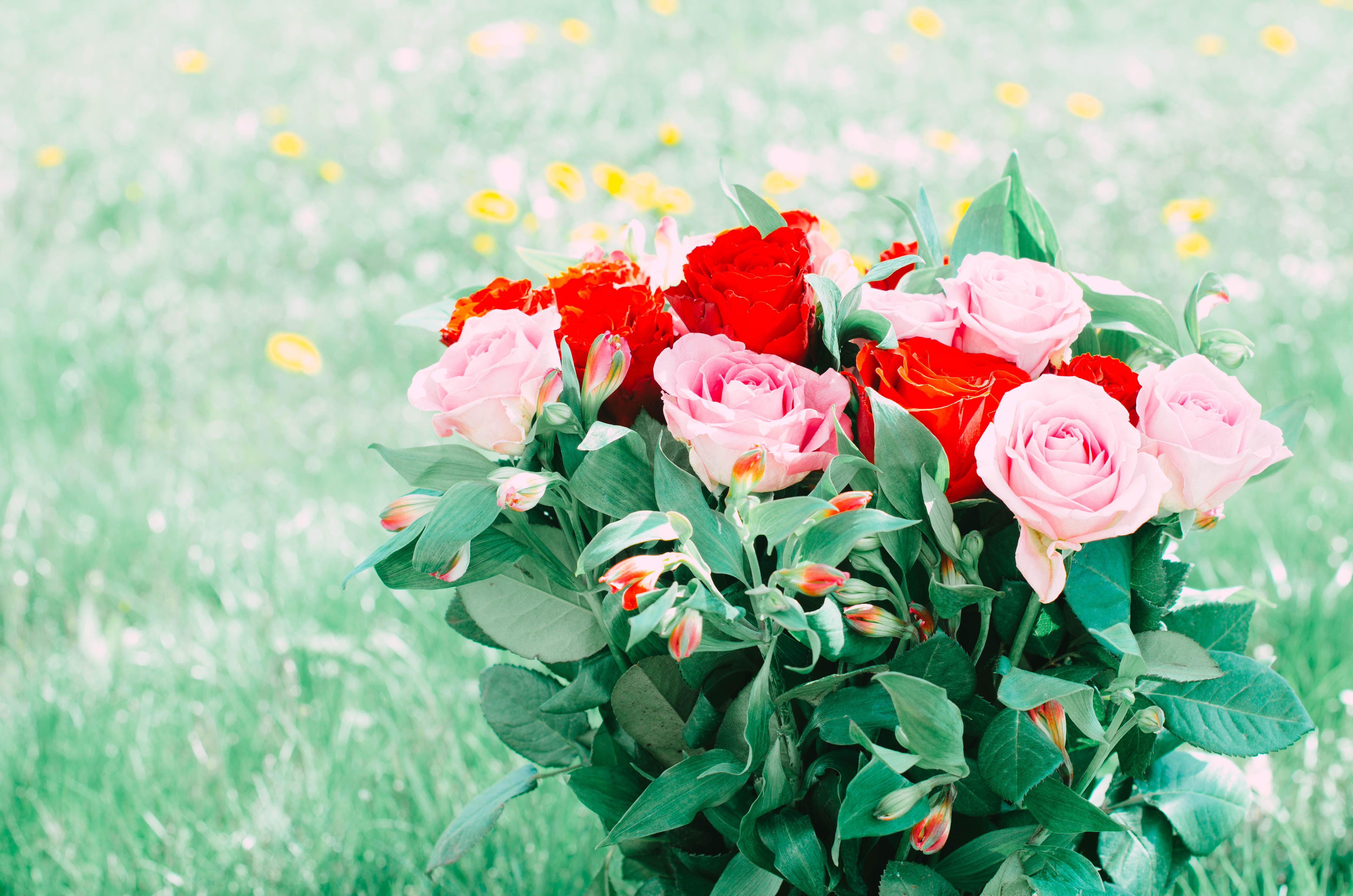Pink and Red Roses on Meadow · Free Stock Photo