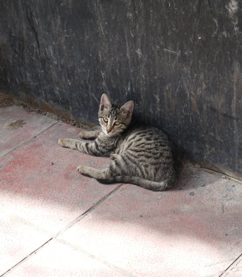 Free Mackerel Tabby Cat Lying on the Sidewalk Stock Photo