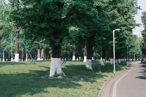 Immagine gratuita di alberi, erba, natura