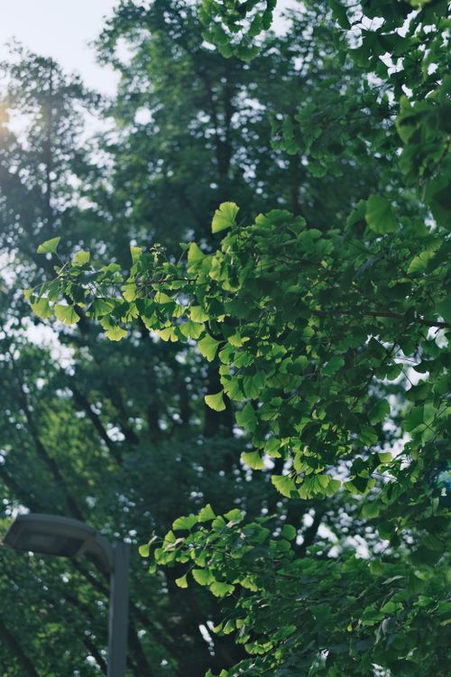 Free Vibrant green leaves with sunlight streaming through, capturing the essence of nature's beauty. Stock Photo