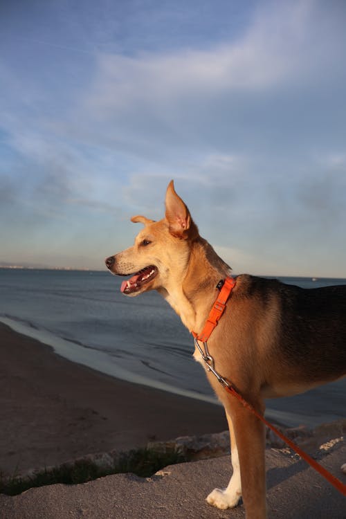 Free Photo of james, a dog in san diego, ca, usa Stock Photo