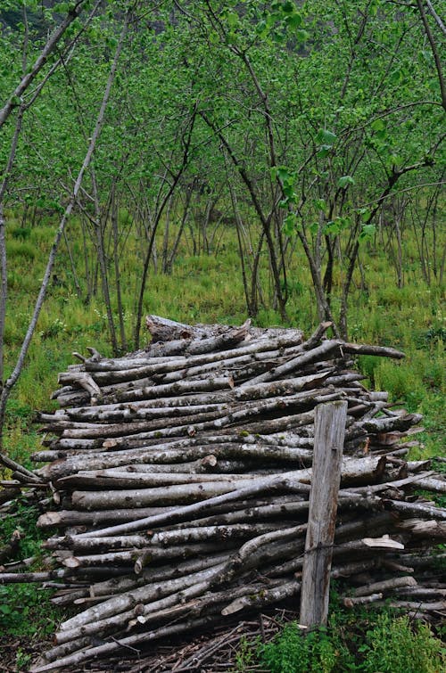 Imagine de stoc gratuită din arbori, codru, crengi