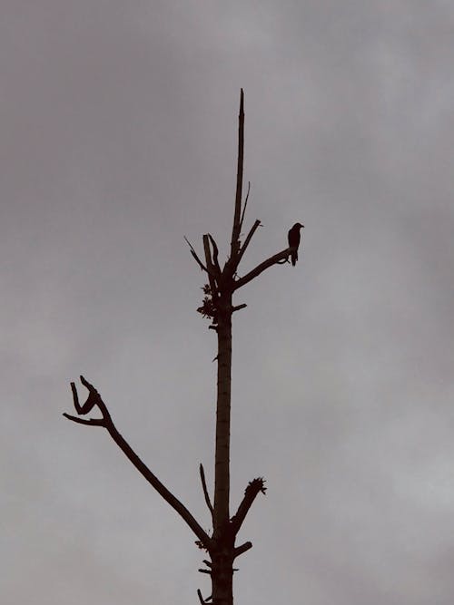 Fotos de stock gratuitas de aves de presa, cielo azul oscuro, cuervo