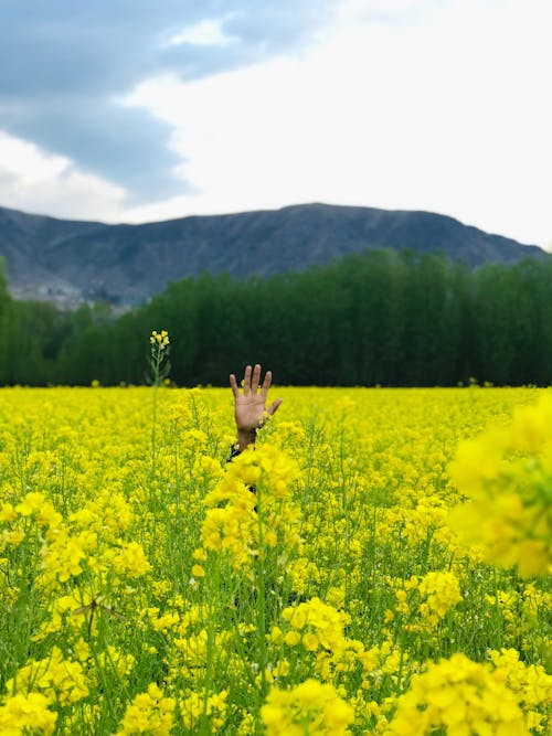 고요한, 고요함, 농업 분야의 무료 스톡 사진