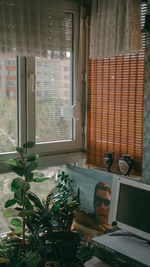 A window with a plant and a computer on it