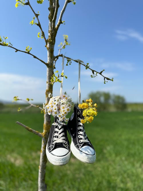 Free Flowers in Shoes Hanging on Tree Stock Photo