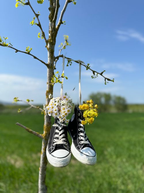 Free Black sneakers filled with daisies and yellow wildflowers, hanging on a tree branch in a green meadow. Stock Photo