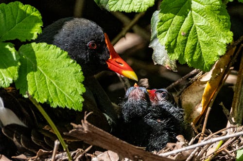 A black bird with red beak is sitting in the nest