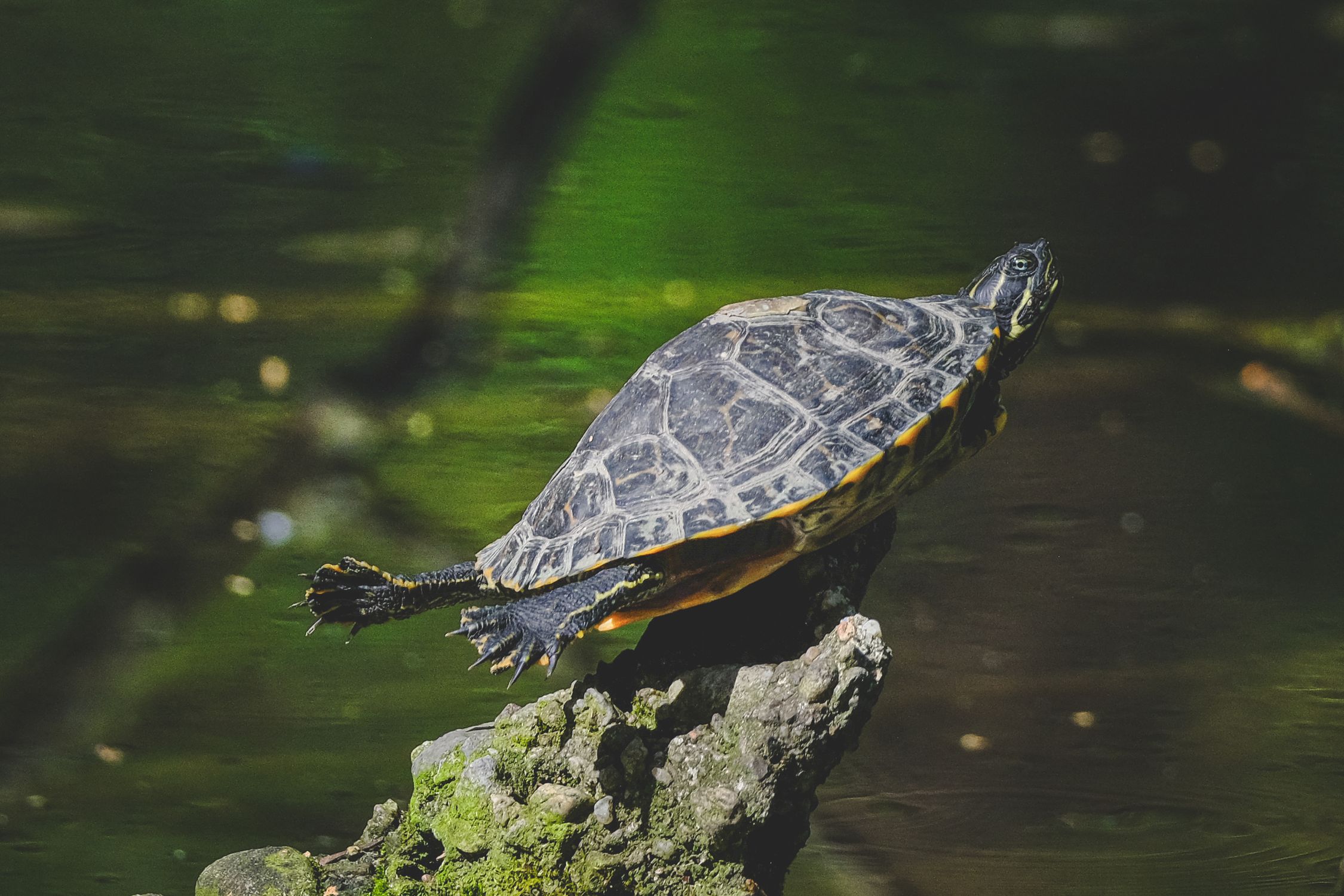 Turtles Riding Stream Turtle Swimming in a Stream · Free Stock Photo