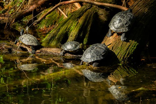 Turtles on a log in a pond with water