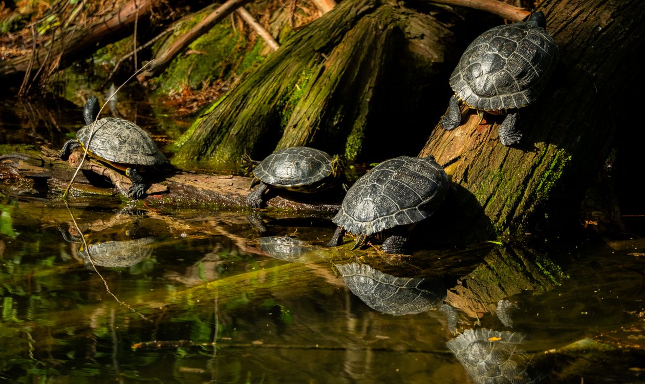 Freshwater turtles basking beside a woodland stream
