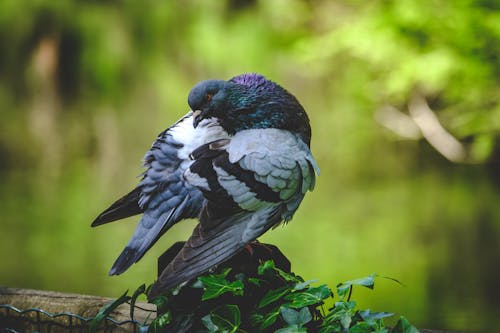 A pigeon is sitting on a tree branch