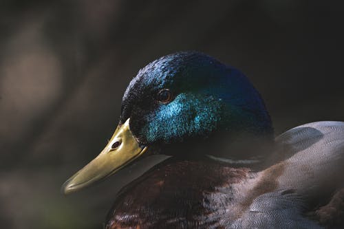A close up of a duck's head with a blue beak