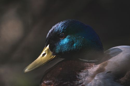 Free Detailed view of a mallard duck's colorful plumage under soft lighting. Stock Photo