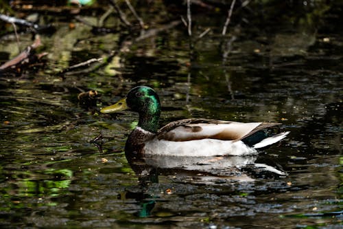 A duck swimming in a pond with some leaves