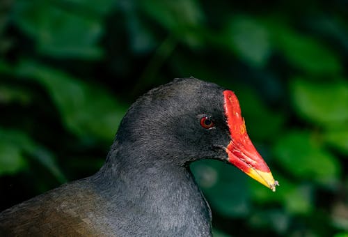A bird with a red beak