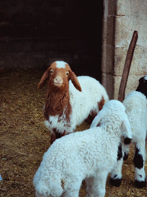 Бесплатное стоковое фото с вертикальный выстрел, животные, козы