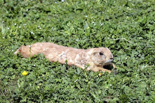 Free A small brown animal is laying in the grass Stock Photo