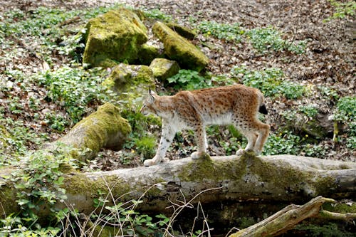 Fotobanka s bezplatnými fotkami na tému divočina, divý, drevený