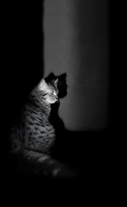 Black and White Photo of Tabby Cat Standing under Wall