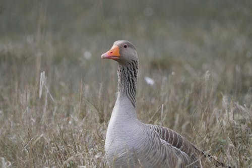 Ilmainen kuvapankkikuva tunnisteilla eläinkuvaus, greylag hanhet, harmahtava hanhi